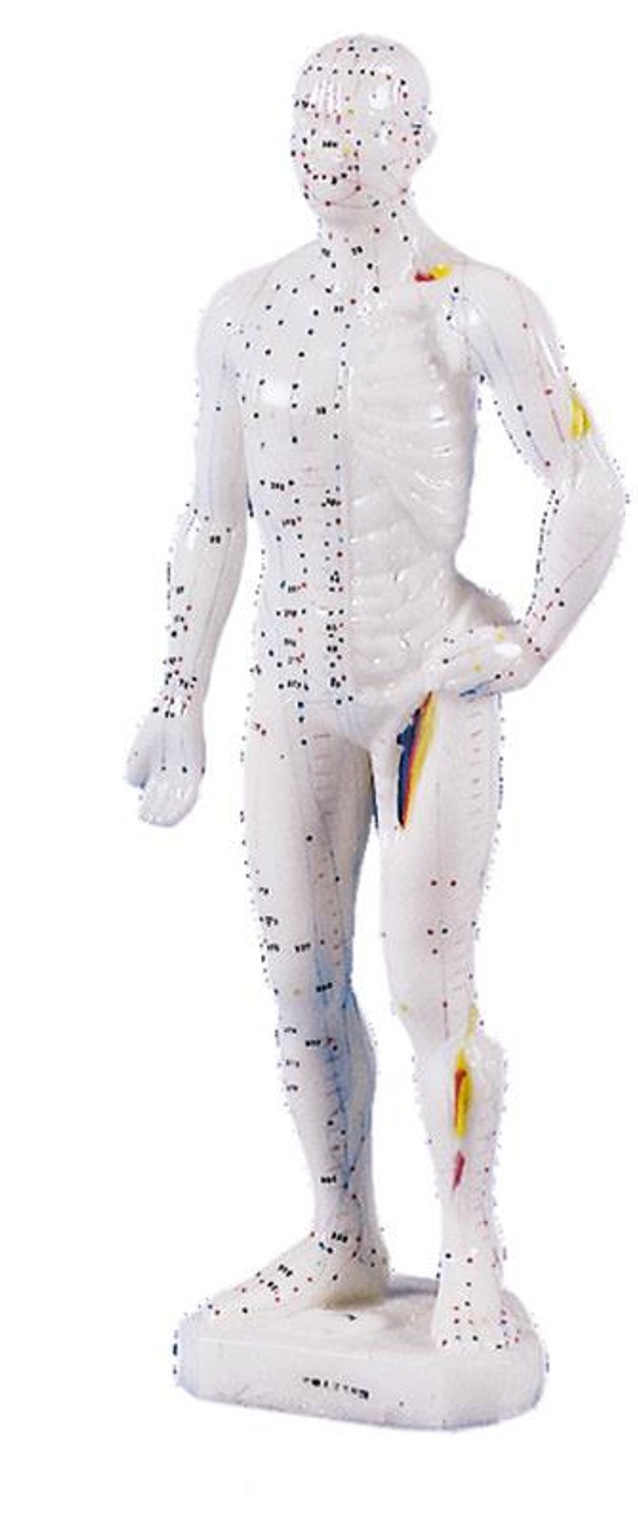 Chinese Acupuncture Figure, Male, 26 cm.