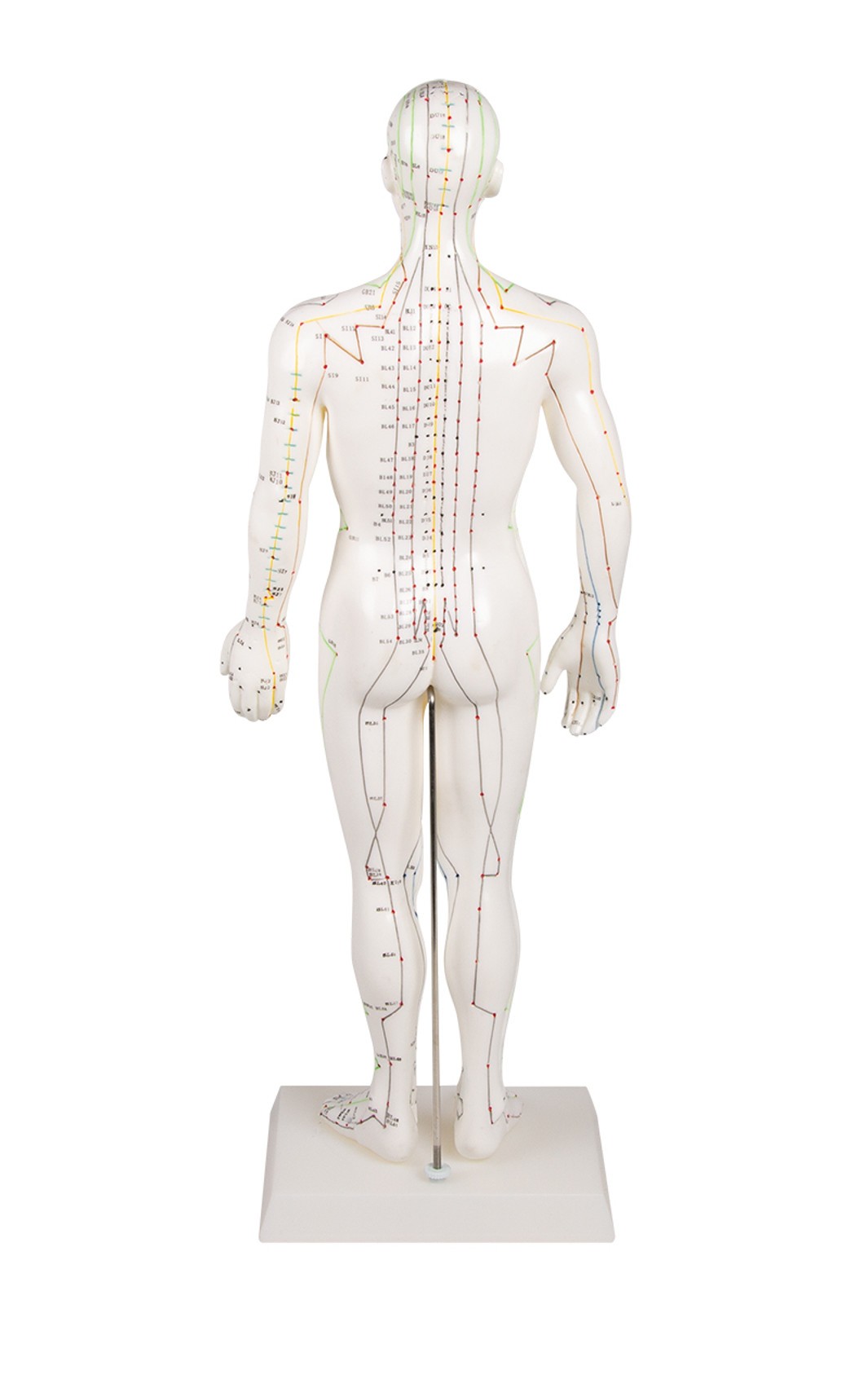 Chinese Acupuncture Figure, Male, 50 cm