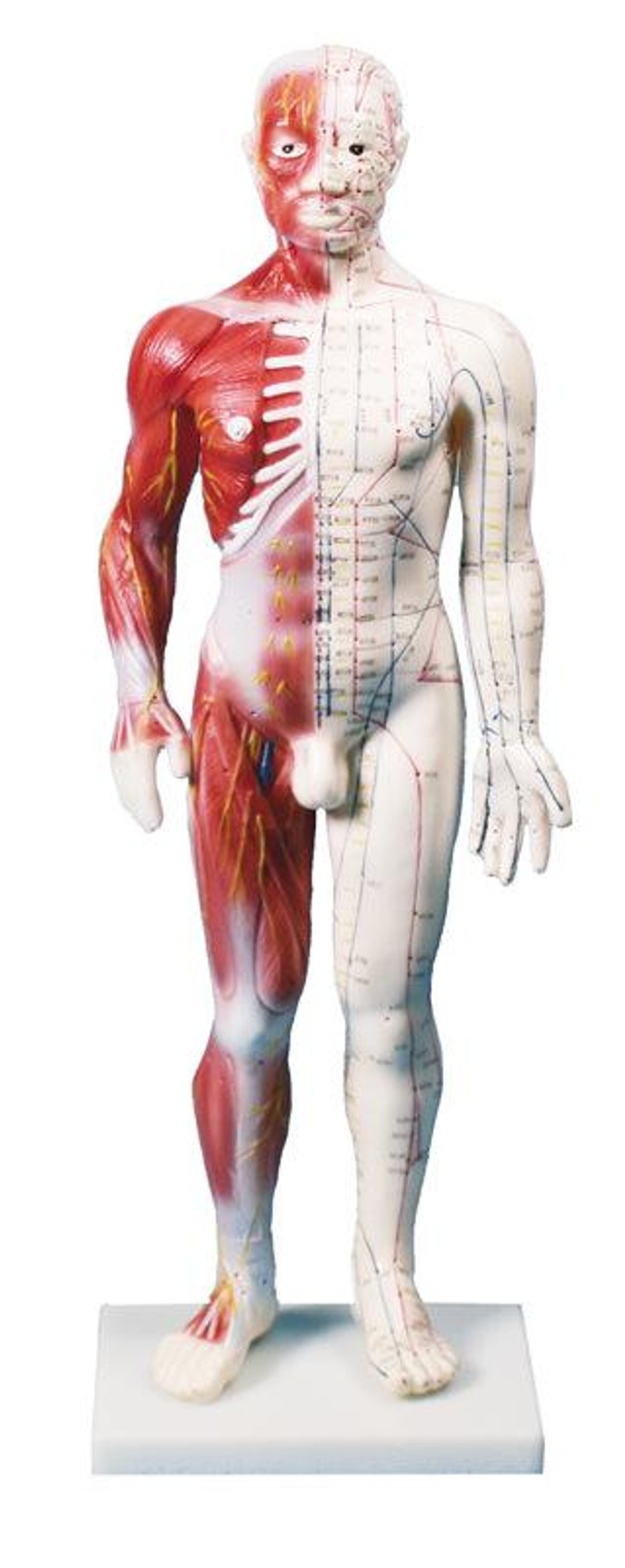 Chinese Acupunture Figure, Male, 60 cm.