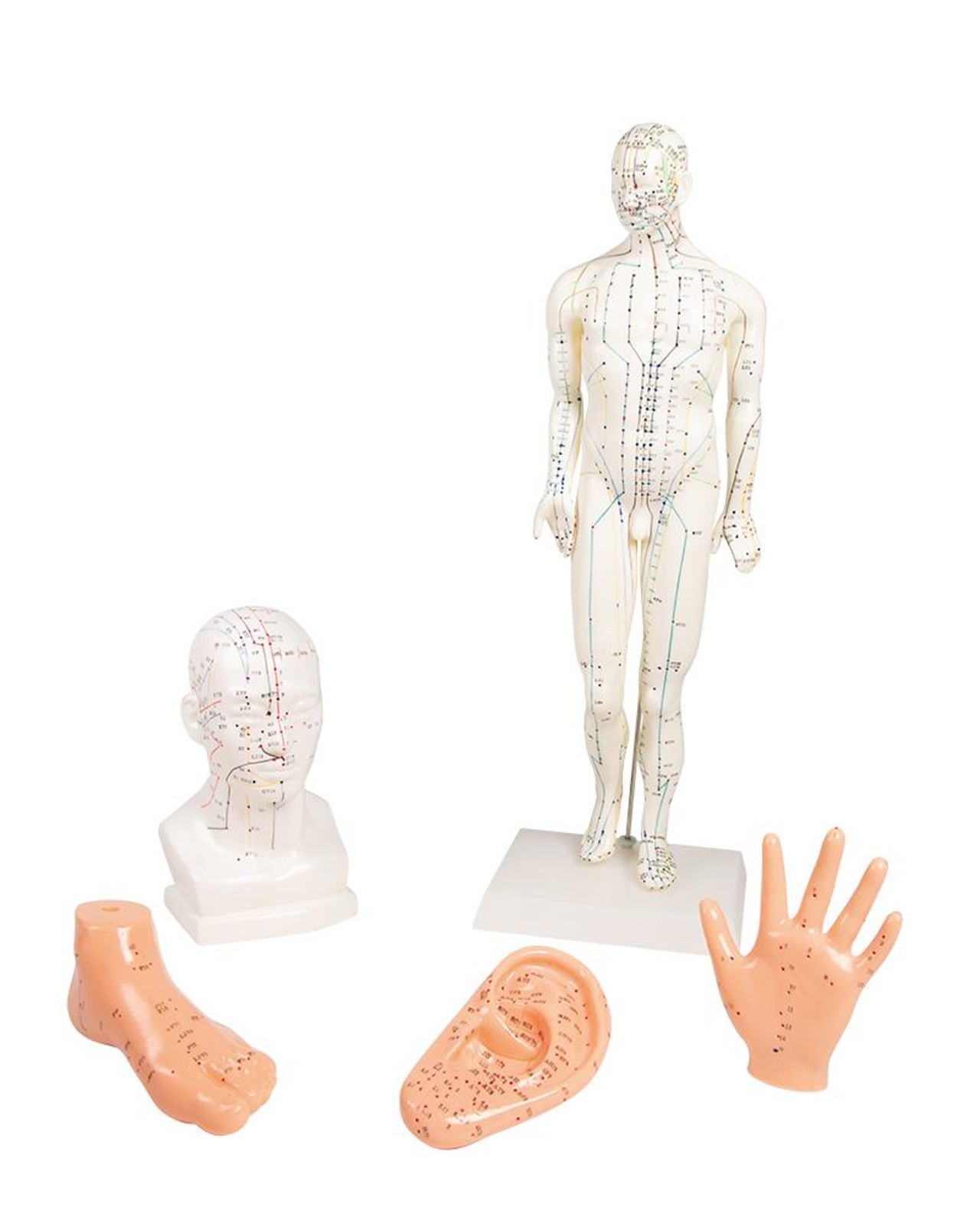 Chinese Acupuncture Models, Set of 5
