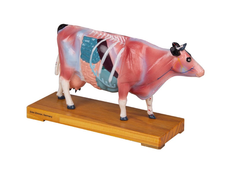Erler-Zimmer Acupuncture Cow | Anatomy Warehouse