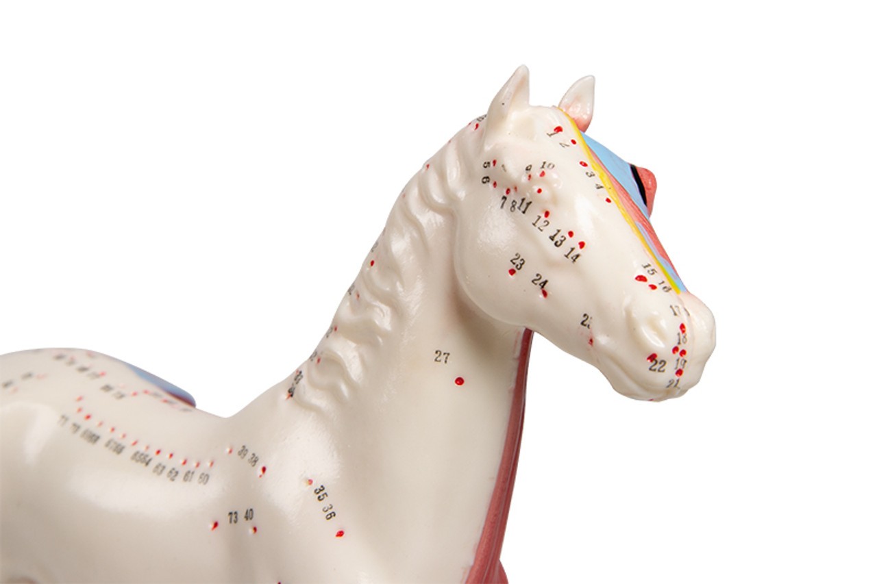 Acupuncture Horse