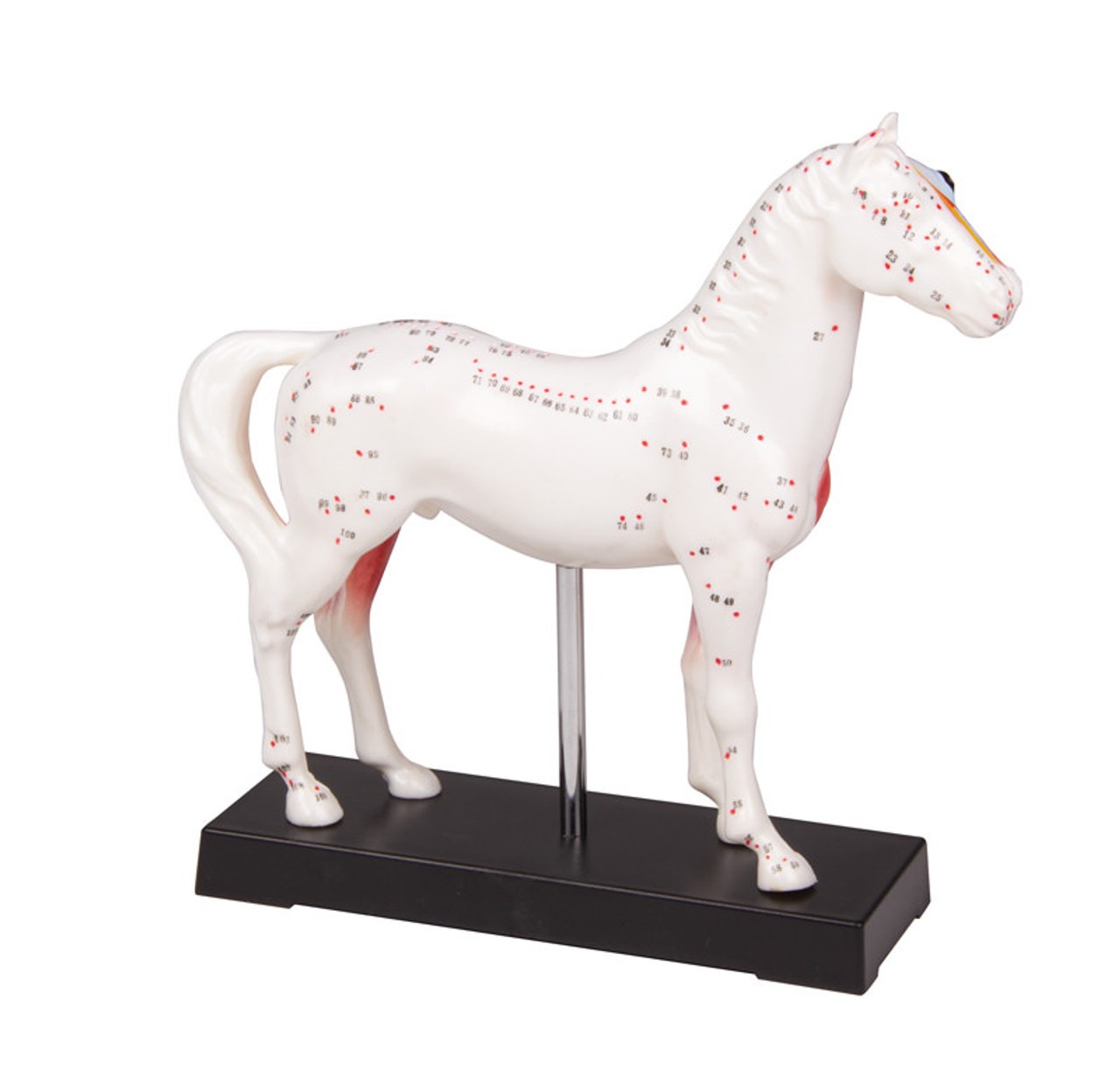 Acupuncture Horse