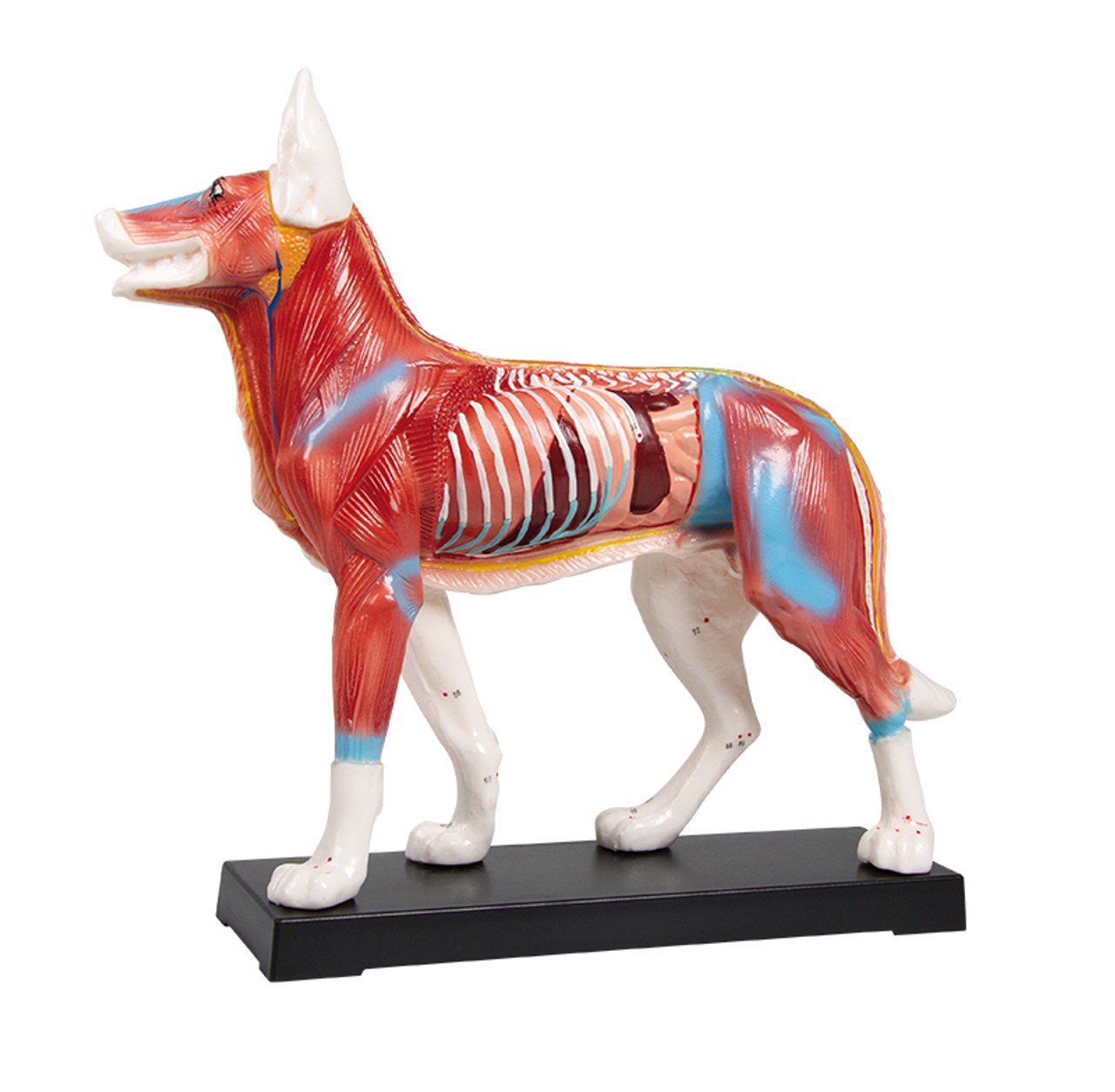 Acupuncture Dog