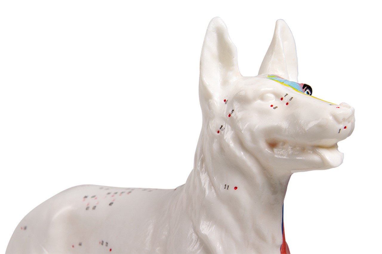 Acupuncture Dog