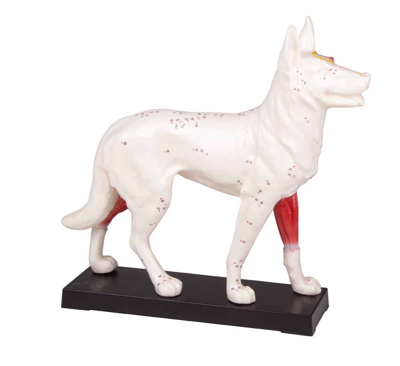 Acupuncture Dog