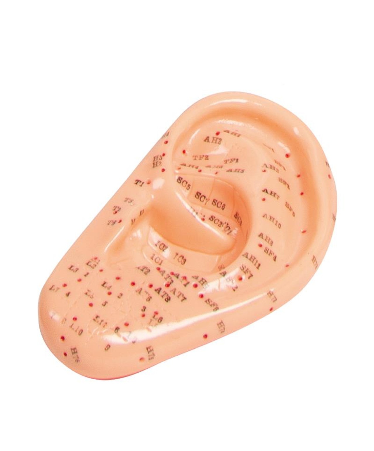 Acupuncture Human Ear, 22 cm.