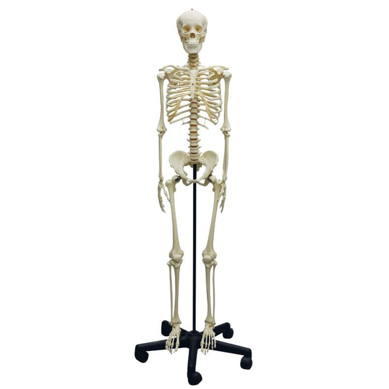 Adolescent Skeleton Adolescent Skeleton