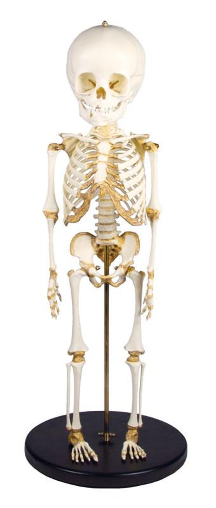 14 to 16-Month Old Child Skeleton