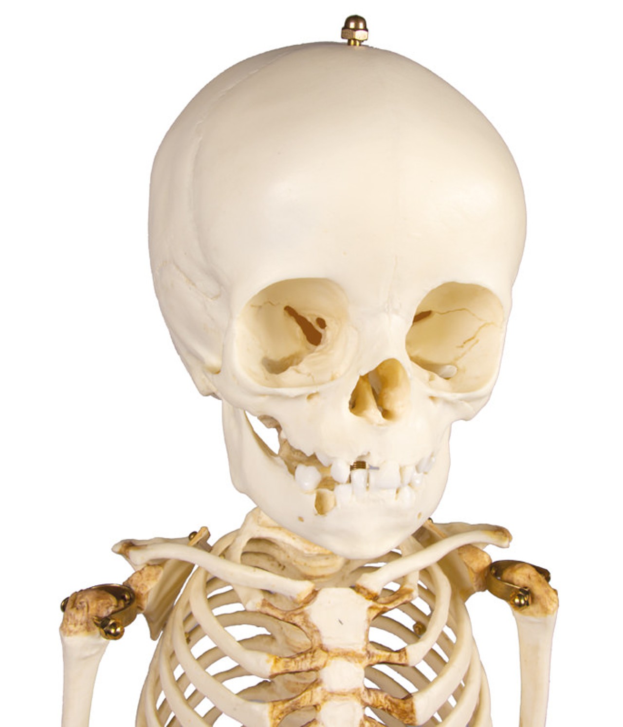 14 to 16-Month Old Child Skeleton