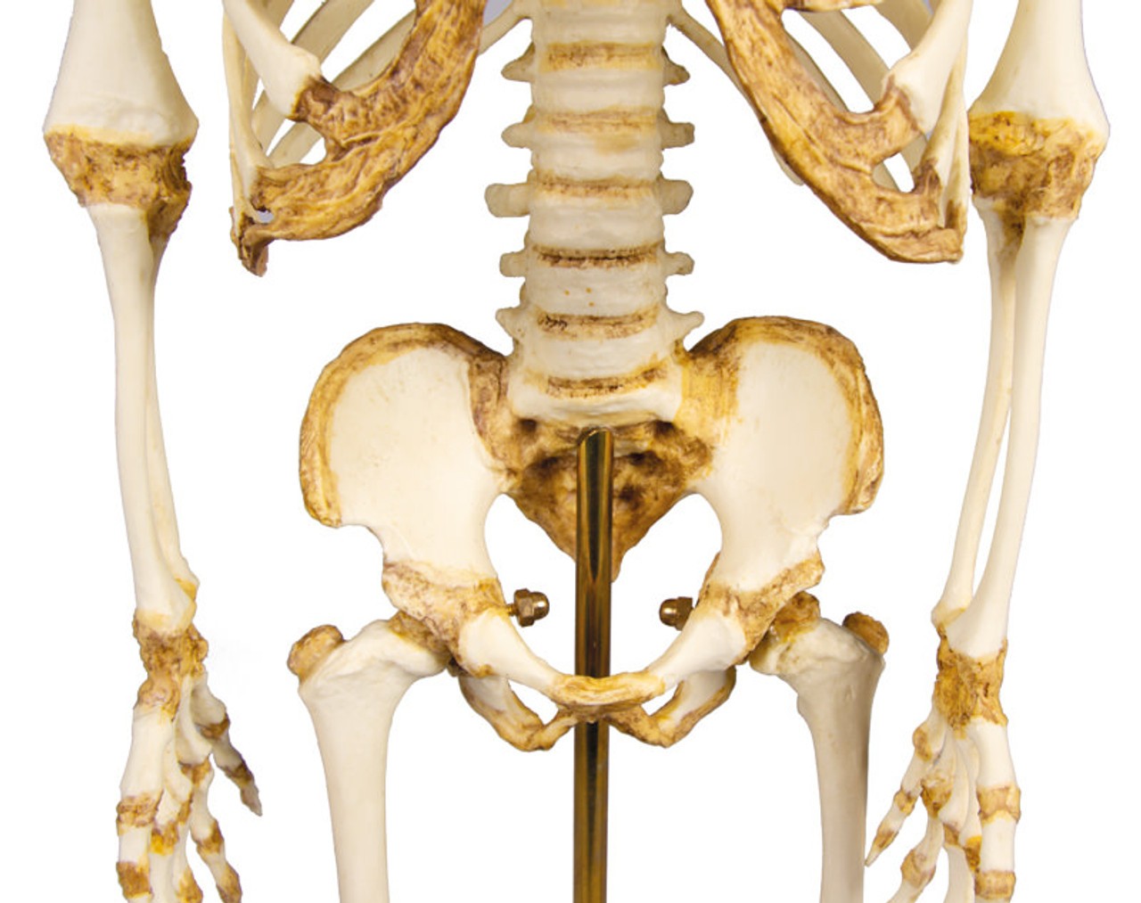 14 to 16-Month Old Child Skeleton