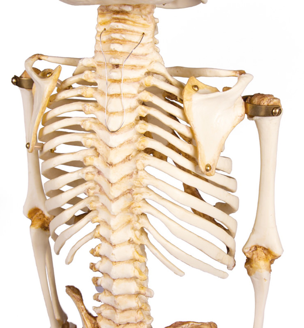 14 to 16-Month Old Child Skeleton