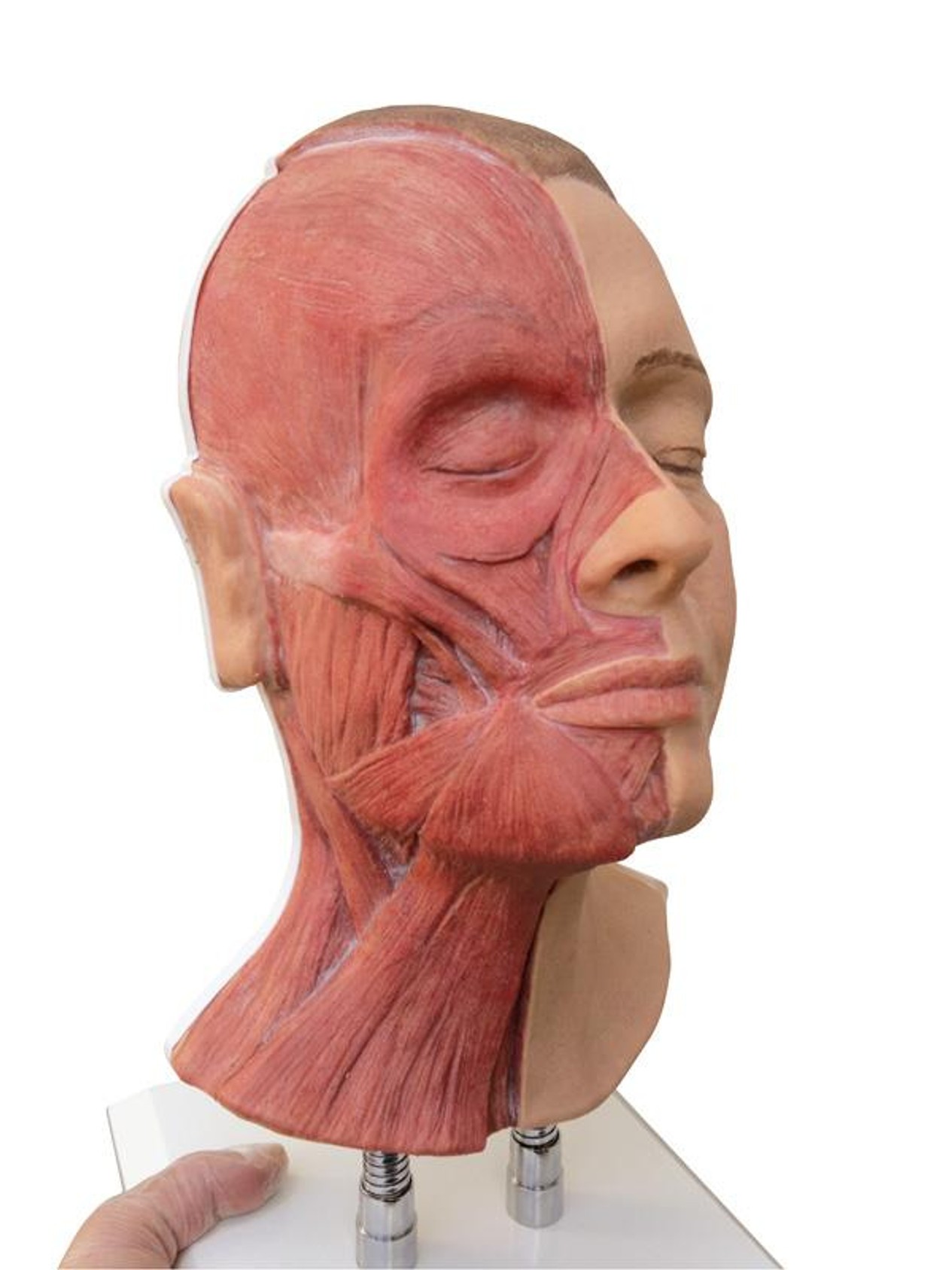 Training Head for Facial Injections - Visible Muscles and Light Skin with Feminine Features, Medium Hair
