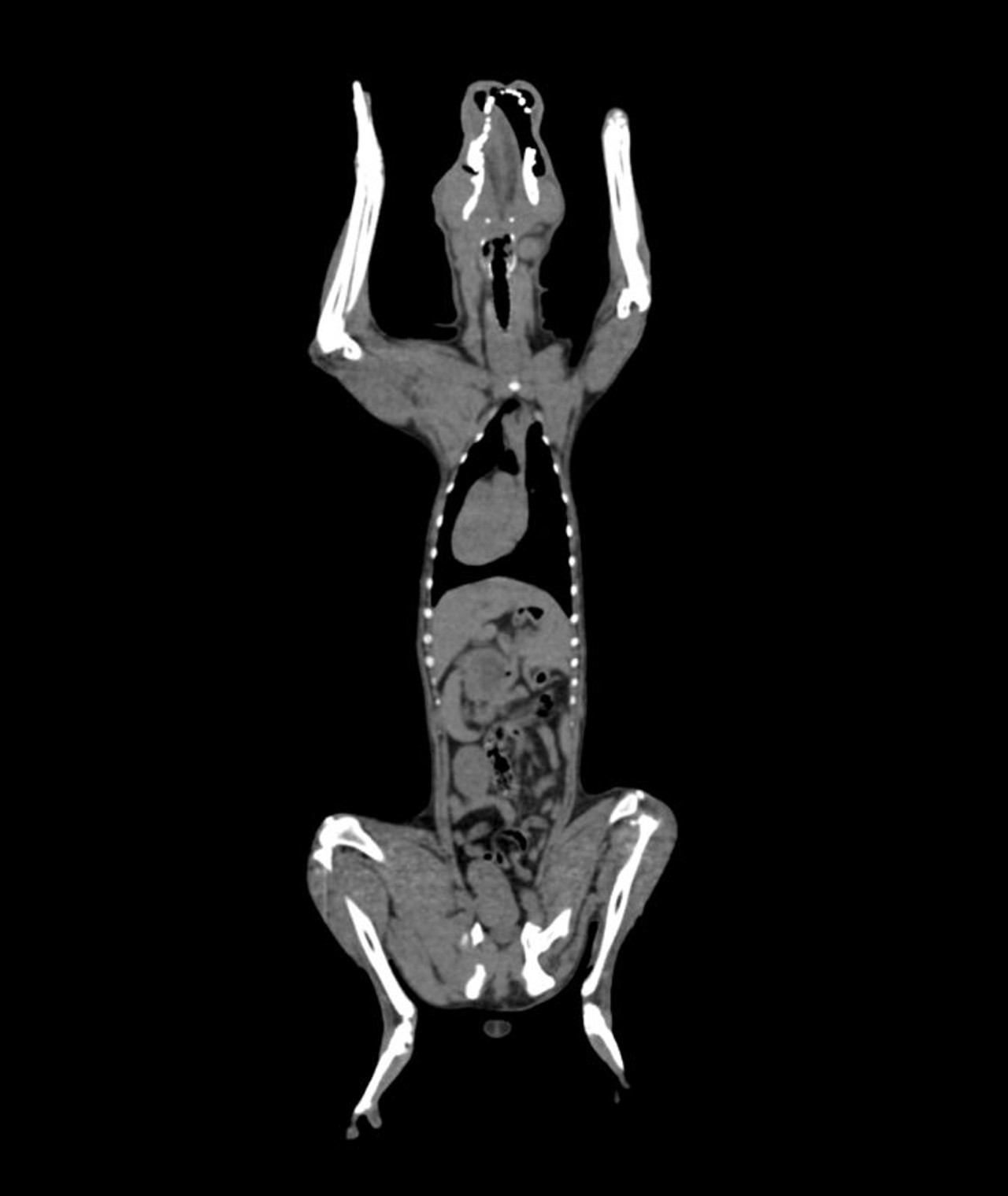 Erler-Zimmer Dog Phantom for CT and X-Ray | Anatomy Warehouse