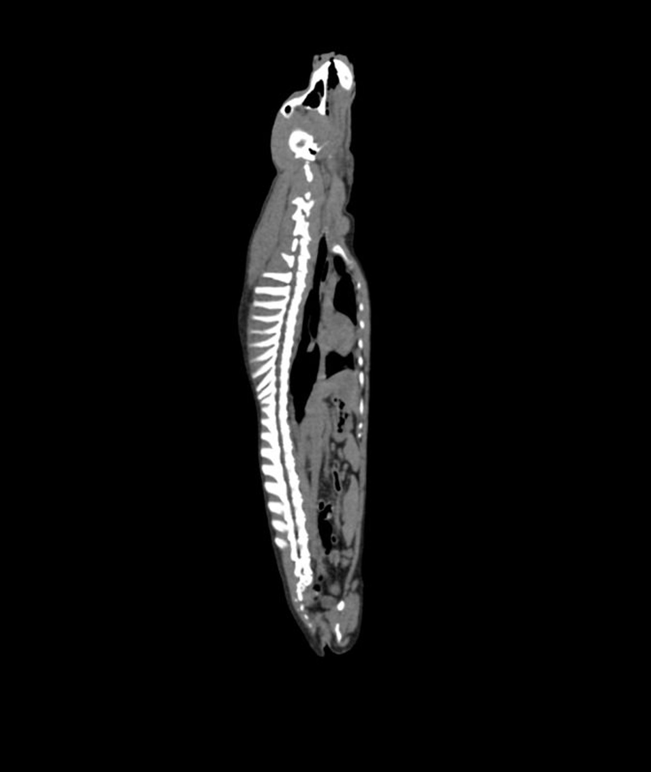 Erler-Zimmer Dog Phantom for CT and X-Ray | Anatomy Warehouse