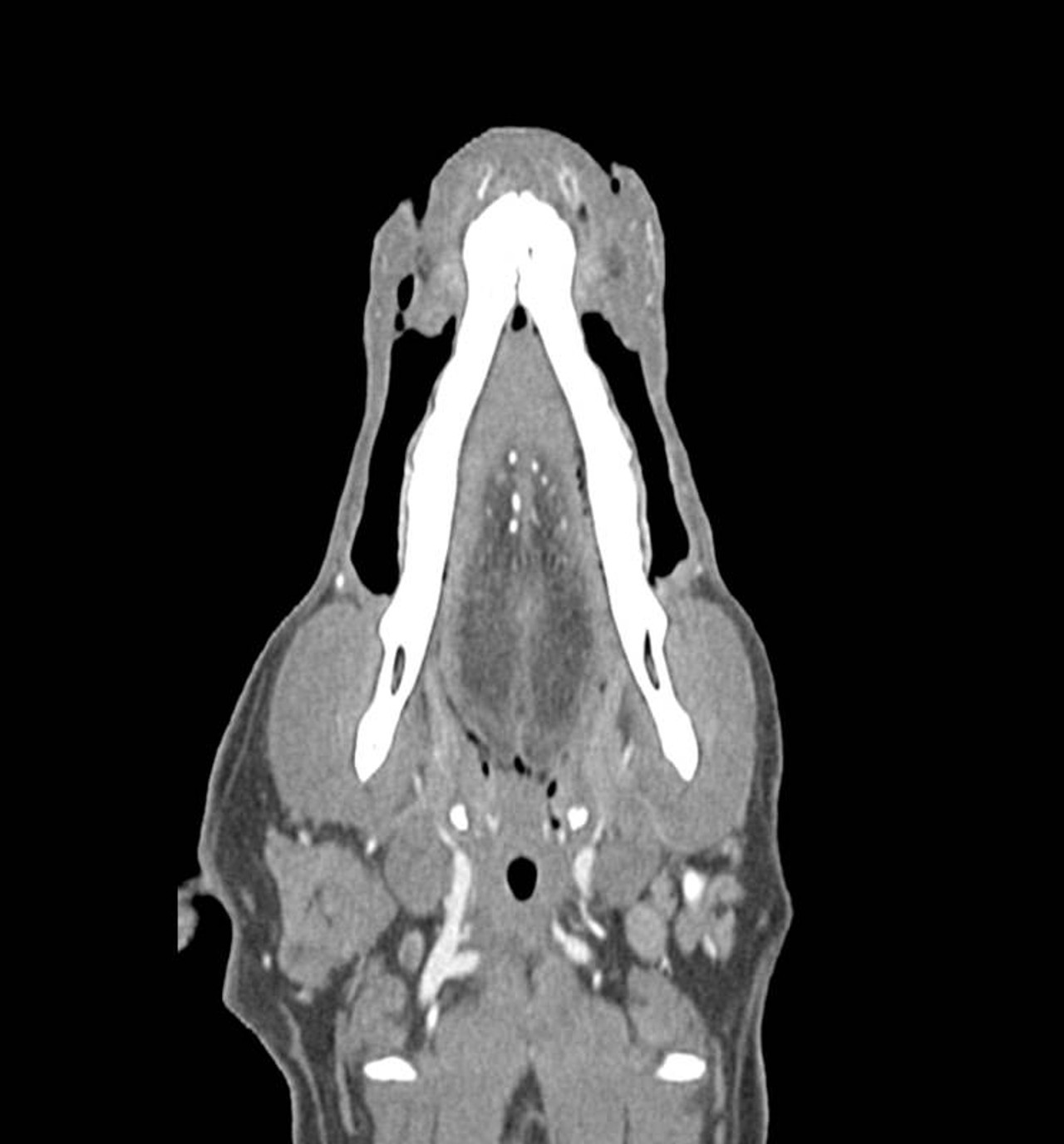 Dog Head Phantom for CT and X-Ray