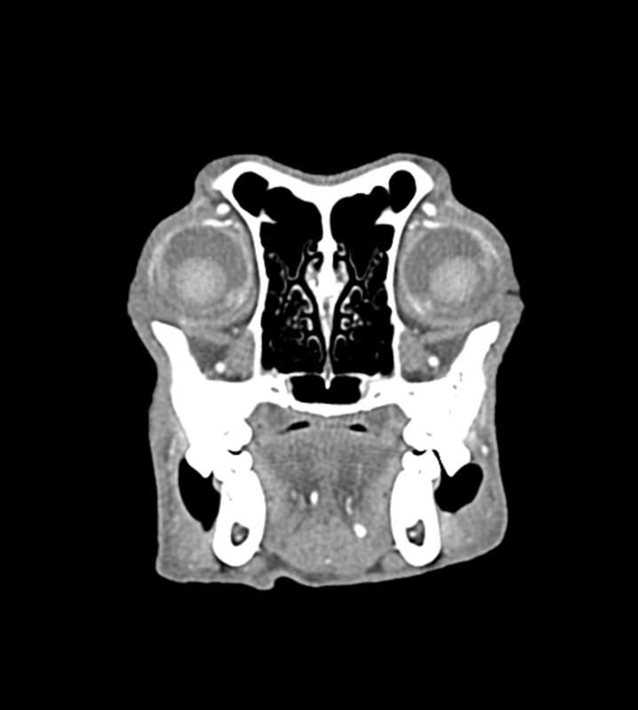 Erler-Zimmer Dog Head Phantom for CT and X-Ray | Anatomy