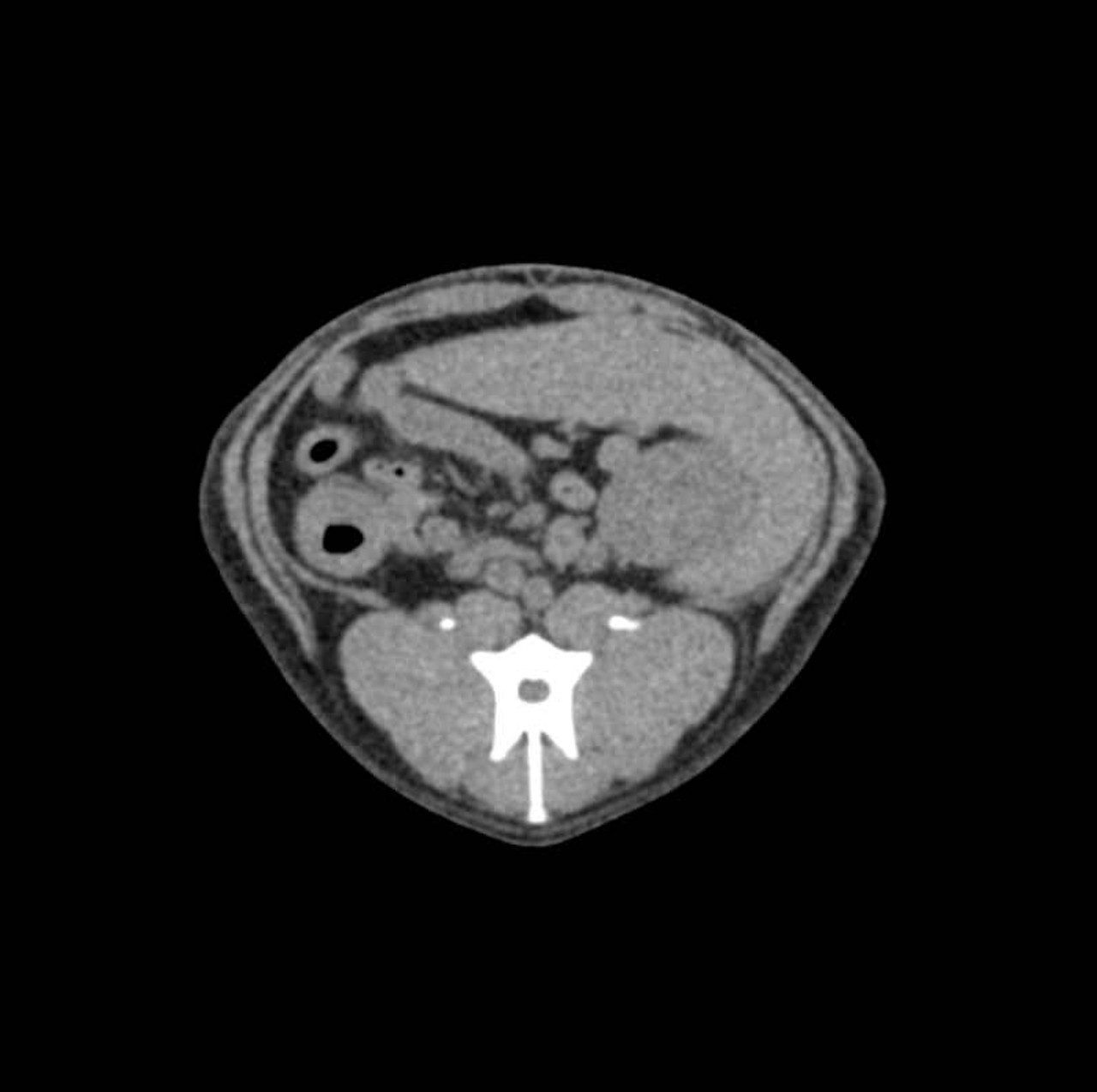 Dog Abdomen Phantom for CT and X-Ray