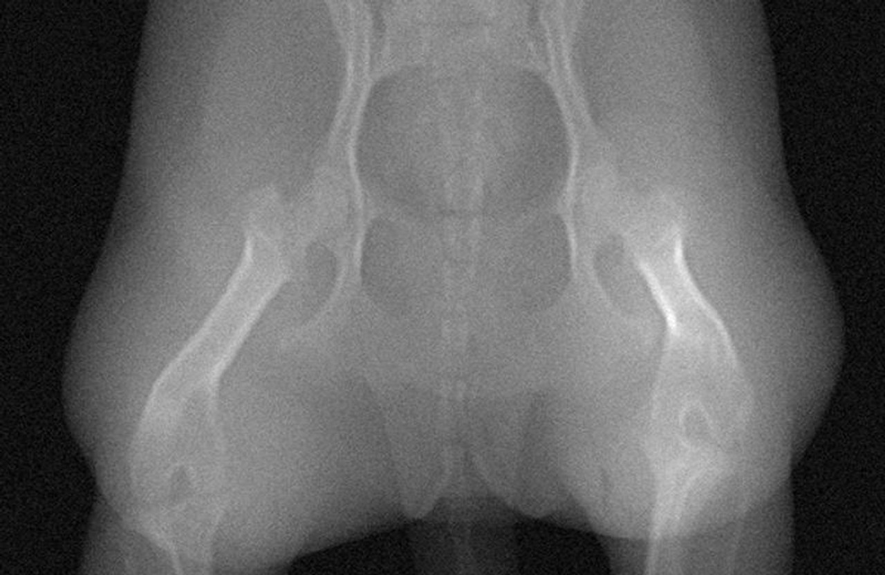 HOUND DOG　PHANTOM LINE Erler-Zimmer Dog Phantom for CT and X-Ray | Anatomy Warehouse