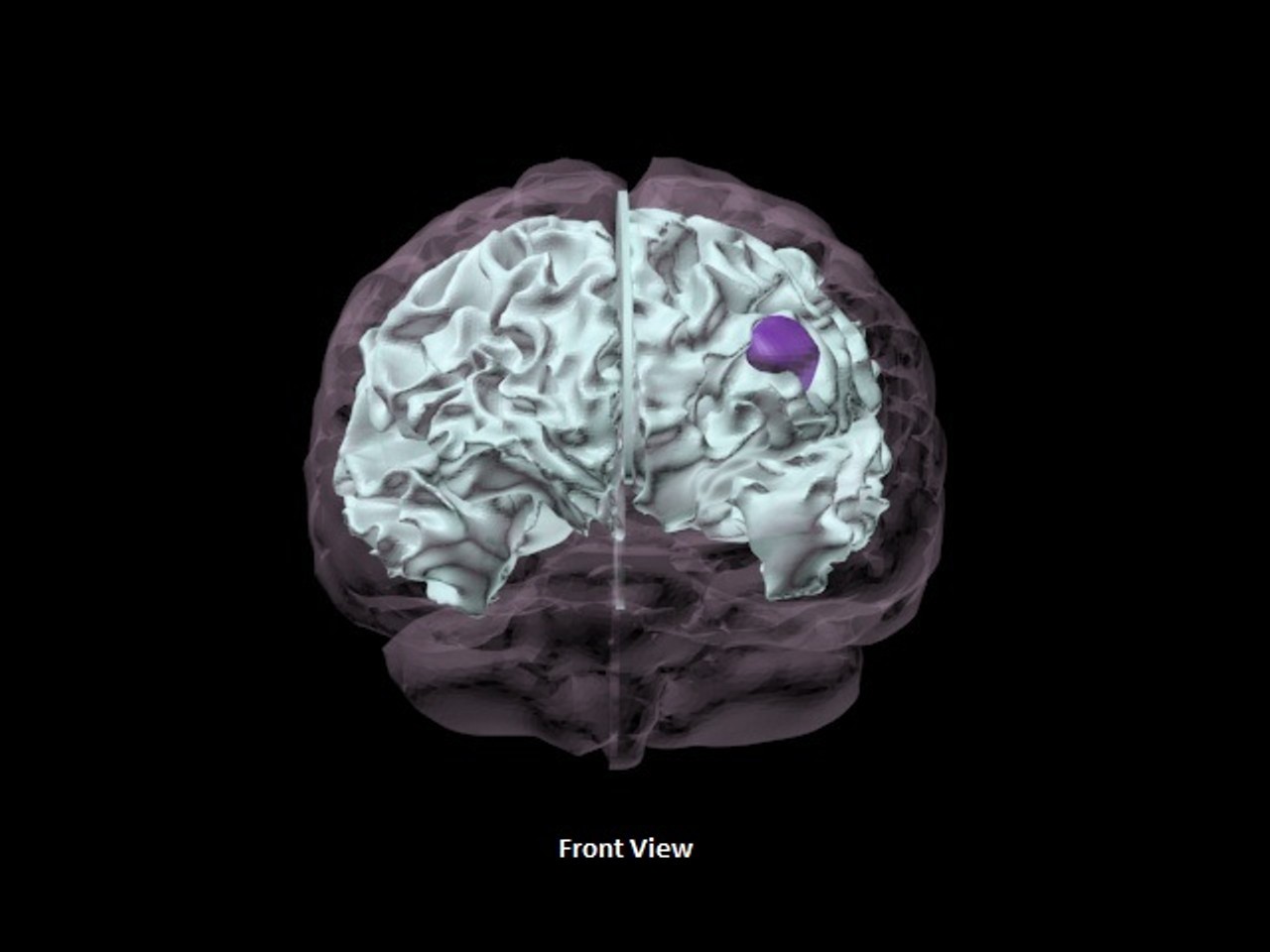 Basic Adult Brain Phantom Model - Design