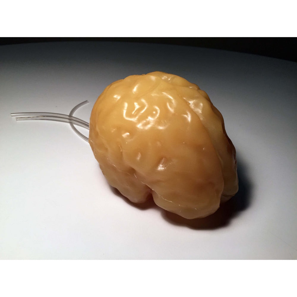 Adult Head X-Ray/CT and MRI Training Phantom Model