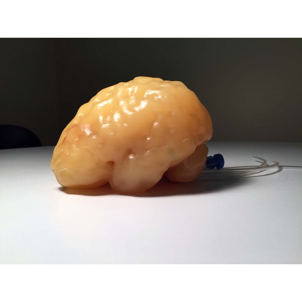 Adult Head X-Ray/CT and MRI Training Phantom Model