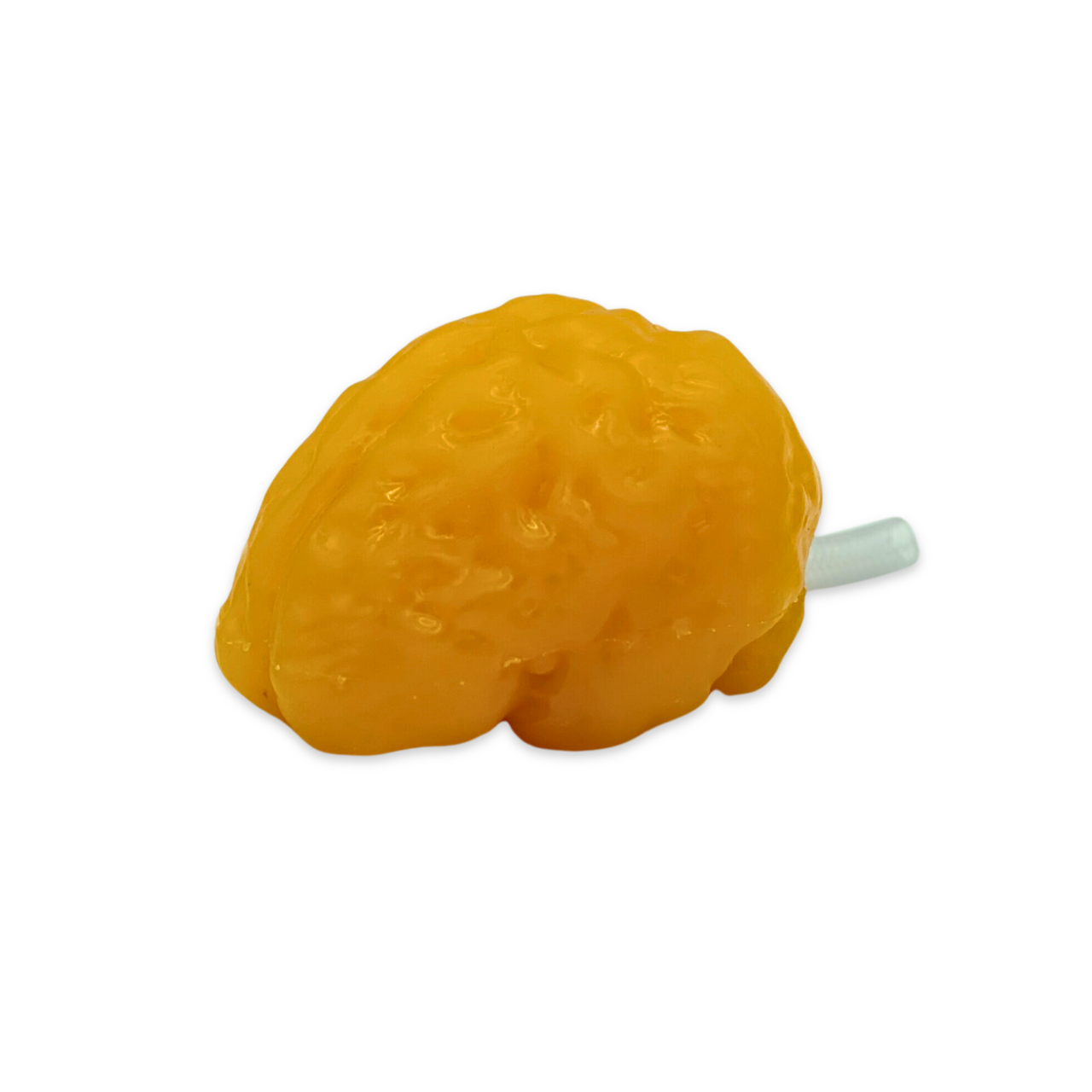 Standard Adult Brain Phantom Model