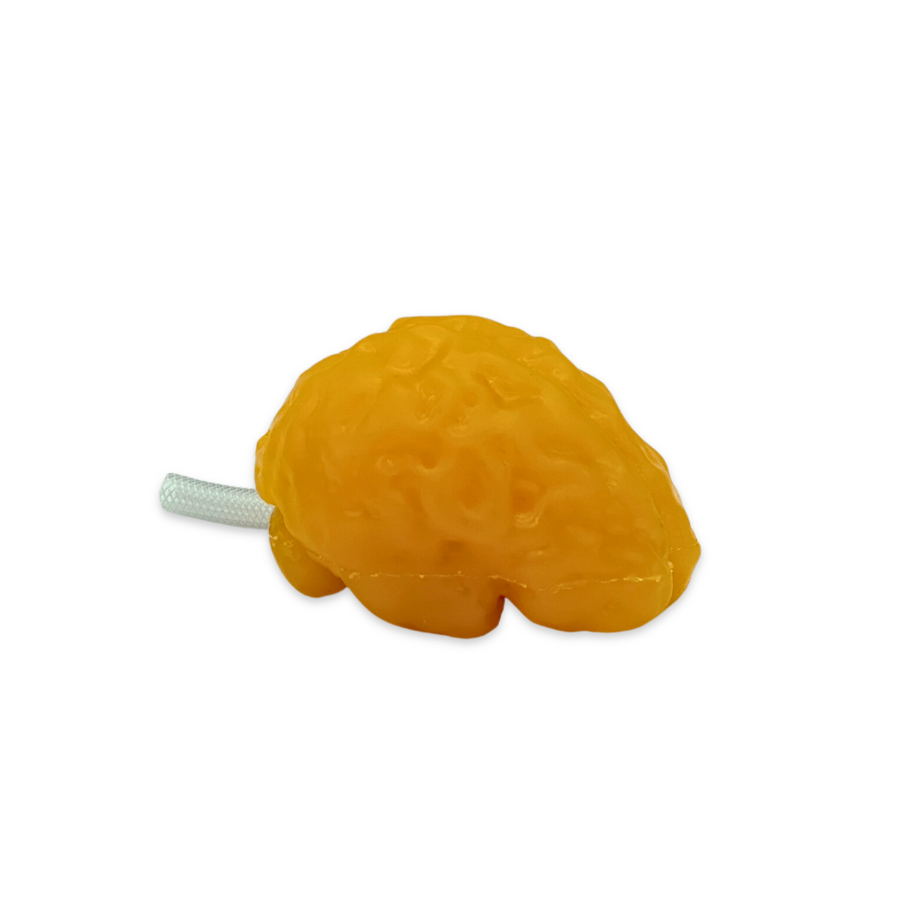 Standard Adult Brain Phantom Model