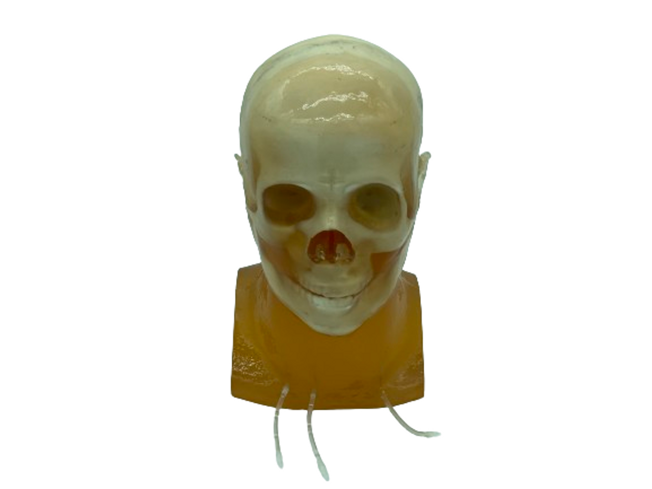 Standard Adult Head Phantom Model