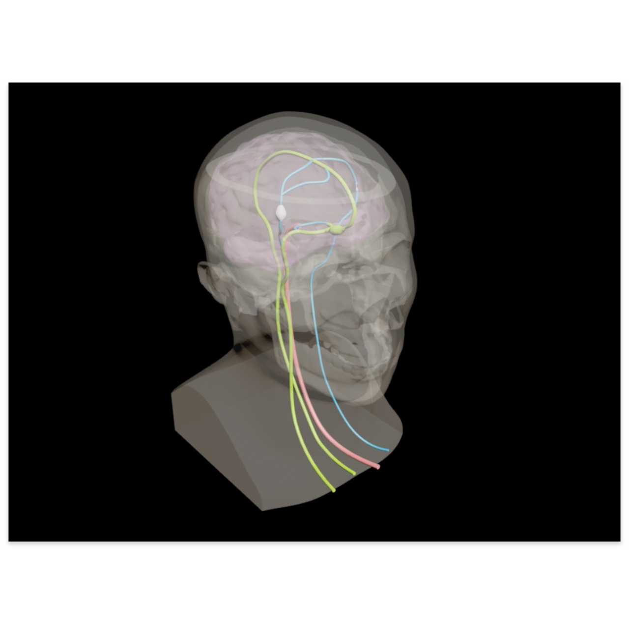 Dynamic Adult Male Head Phantom Model