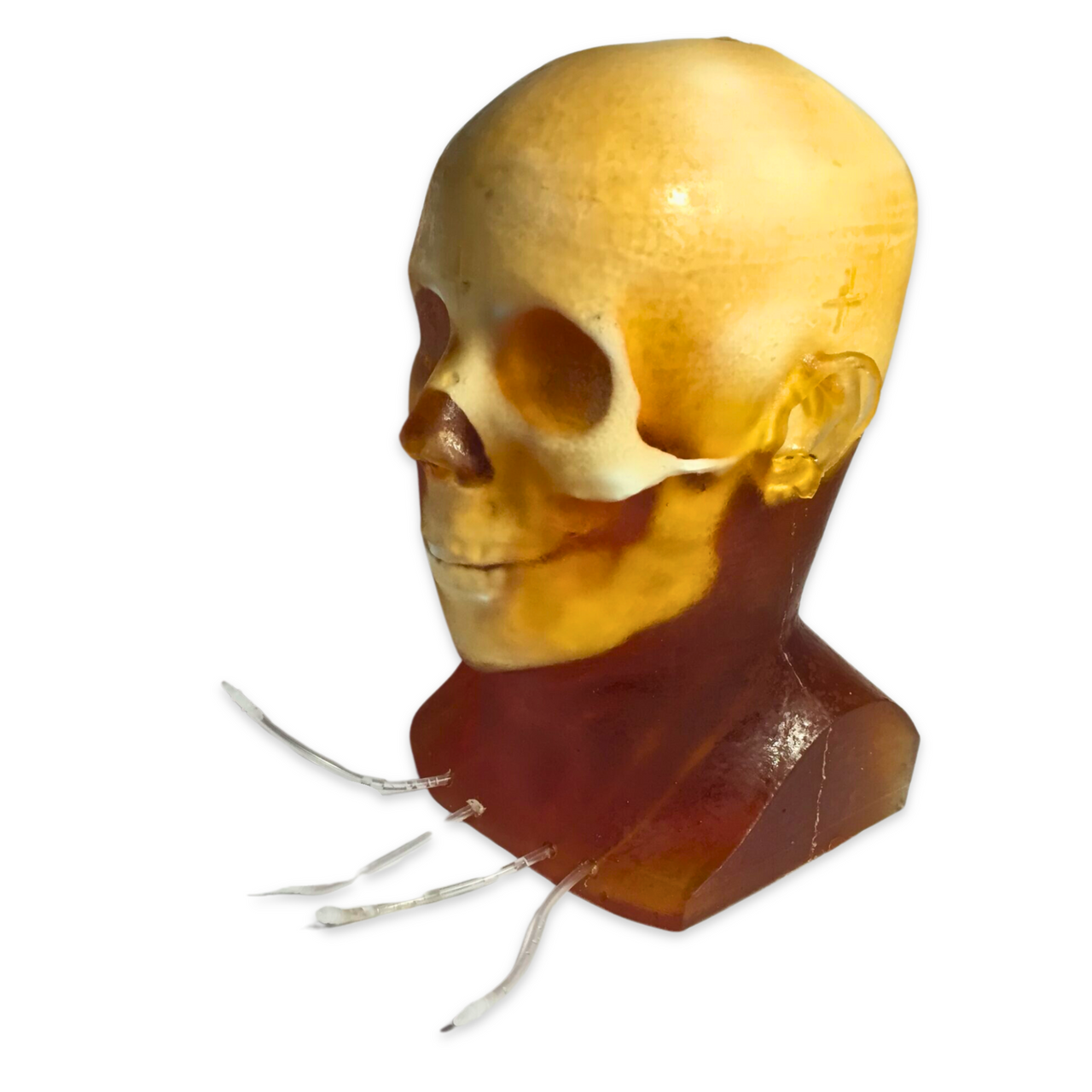 Dynamic Adult Male Head Phantom Model