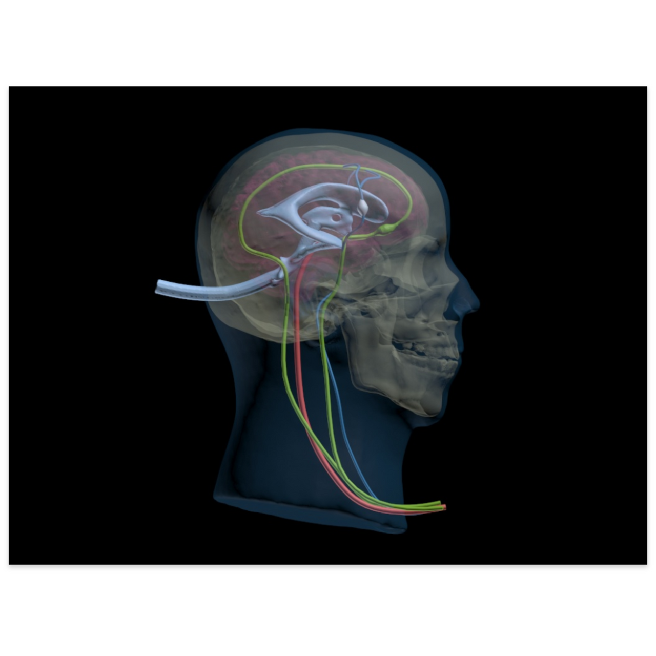 Advanced Dynamic Adult Male Head Phantom Model