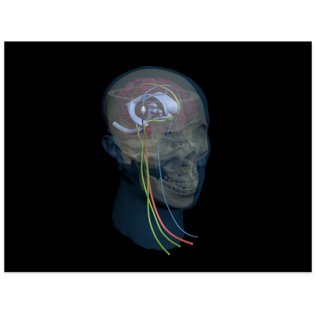 Advanced Dynamic Adult Male Head Phantom Model