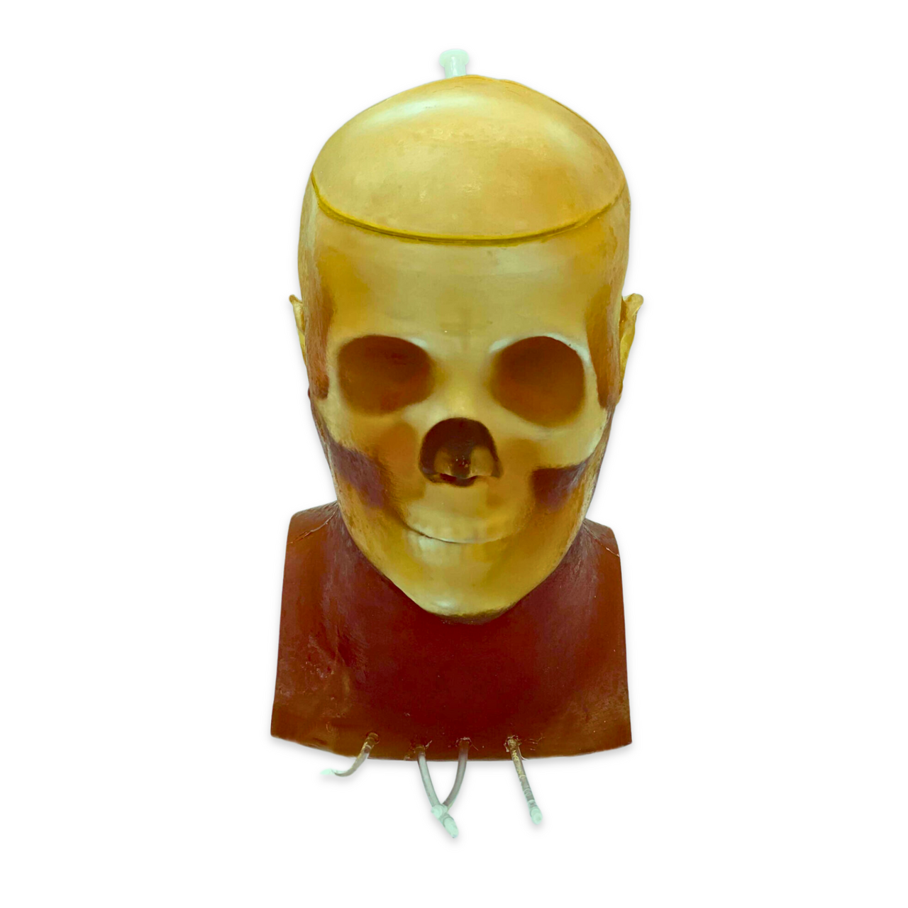 Advanced Dynamic Adult Male Head Phantom Model