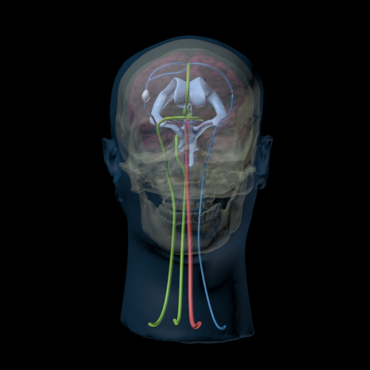 Advanced Dynamic Adult Male Head Phantom Model