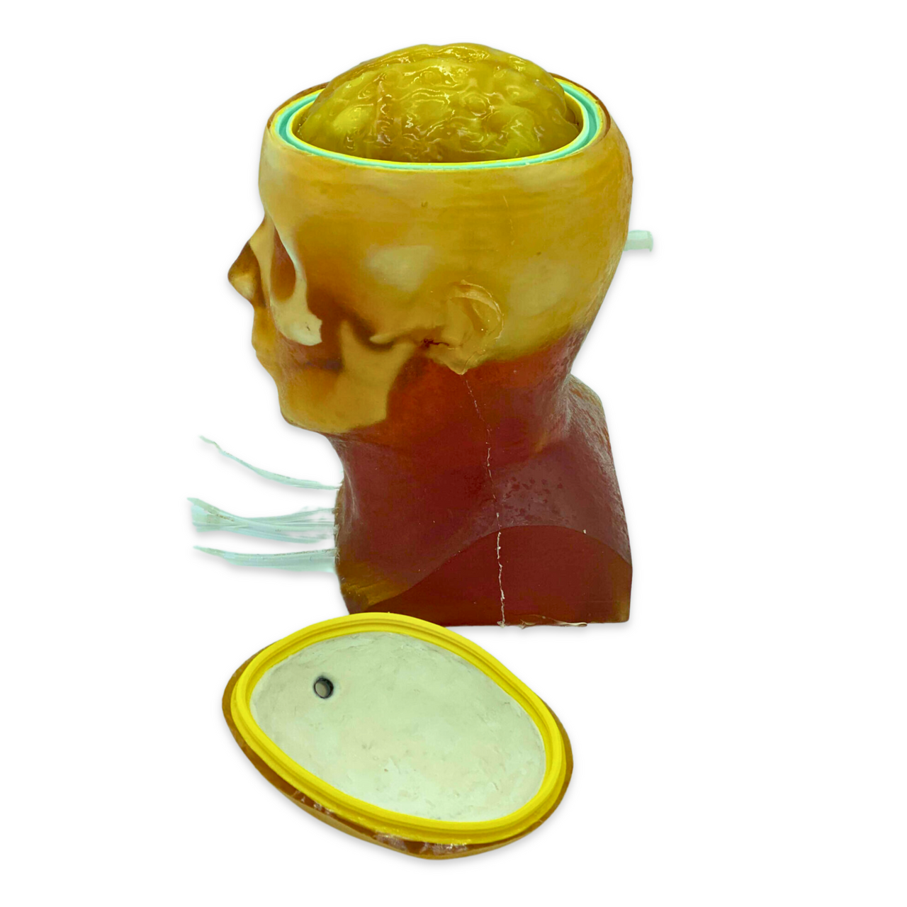 Advanced Dynamic Adult Male Head Phantom Model
