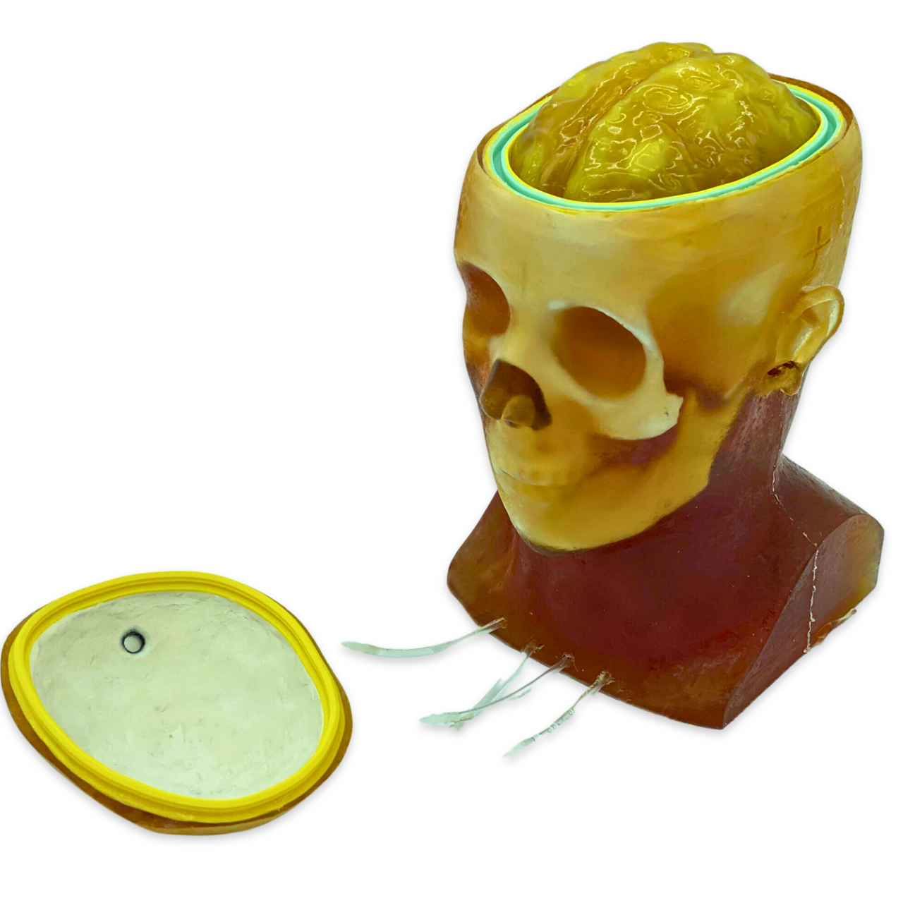 Advanced Dynamic Adult Male Head Phantom Model