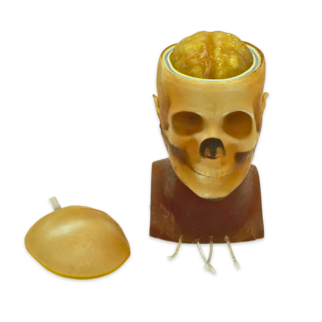 Advanced Dynamic Adult Male Head Phantom Model
