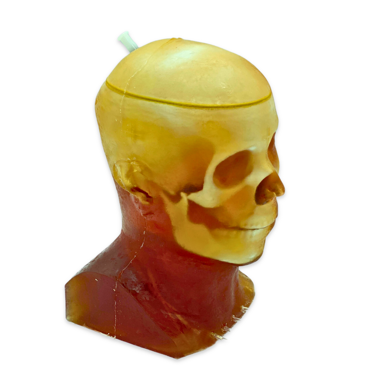 Advanced Dynamic Adult Male Head Phantom Model