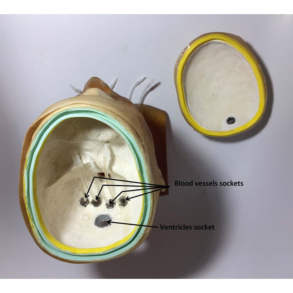 Adult Head (Openable) for X-Ray CT, US, MRI