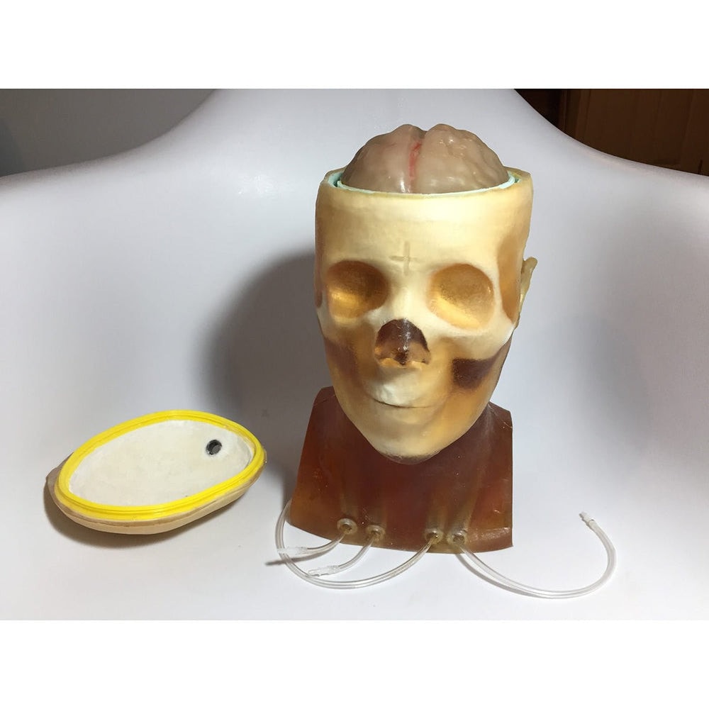 Adult Head (Openable) for X-Ray CT, US, MRI