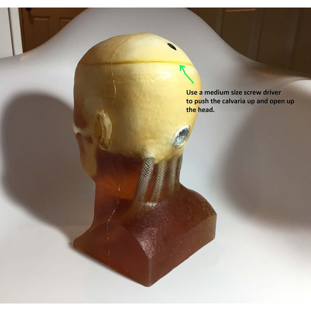 Adult Head (Openable) for X-Ray CT, US, MRI