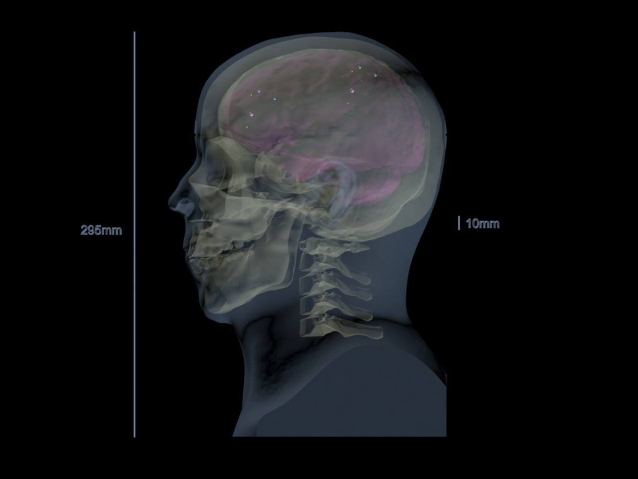 Static Adult Male Head Phantom Model - Design