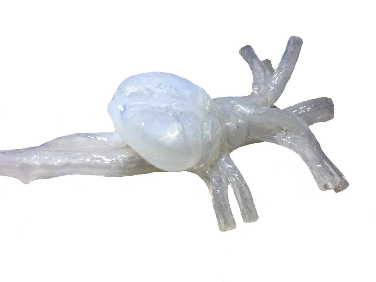 Adult Female Heart for X-Ray CT, US, MRI