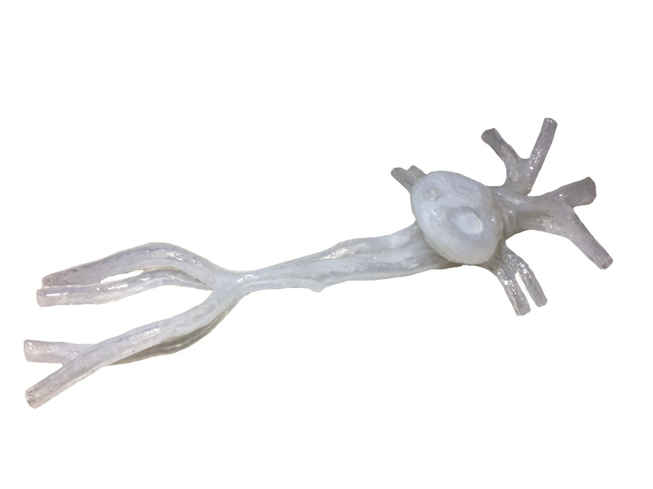 Adult Female Heart for X-Ray CT, US, MRI