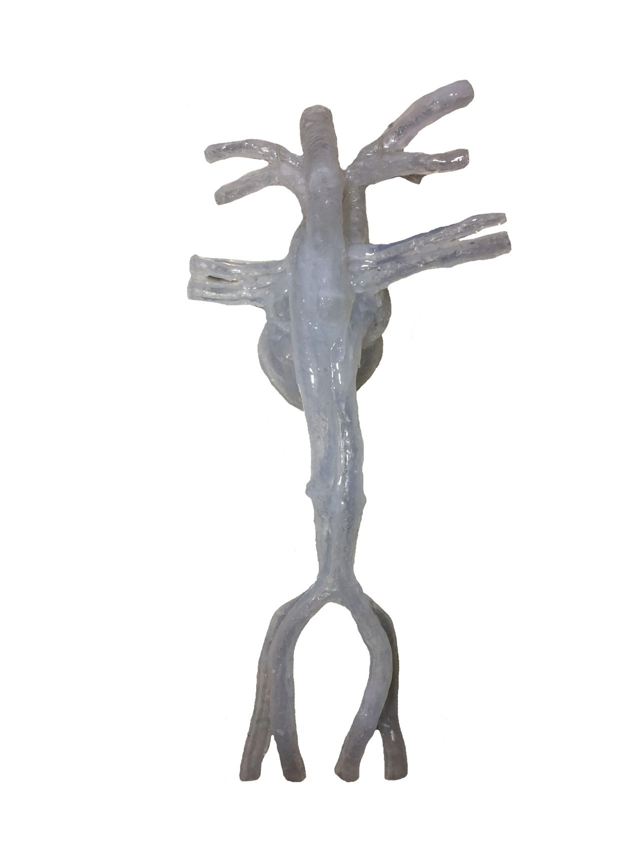 Adult Female Heart for X-Ray CT, US, MRI