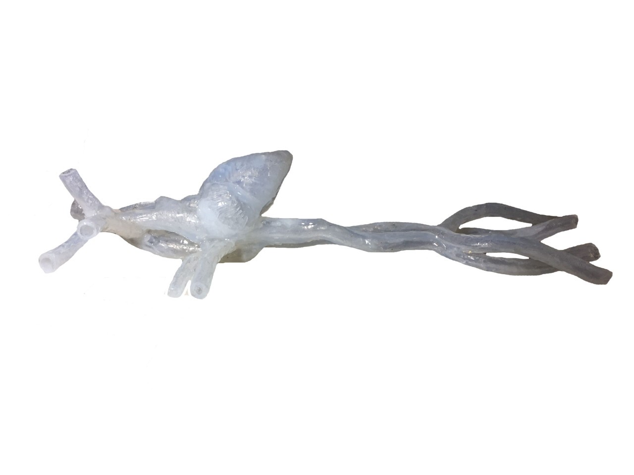 Adult Female Heart for X-Ray CT, US, MRI