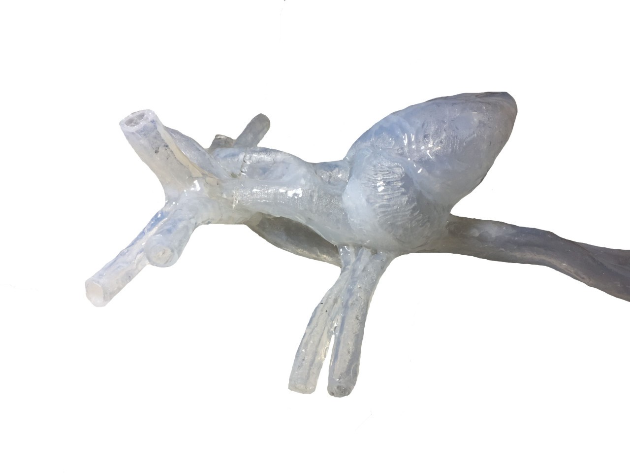 Adult Female Heart for X-Ray CT, US, MRI