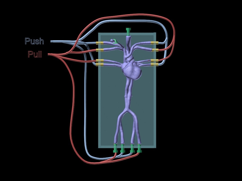 Adult Female Heart for X-Ray CT, US, MRI