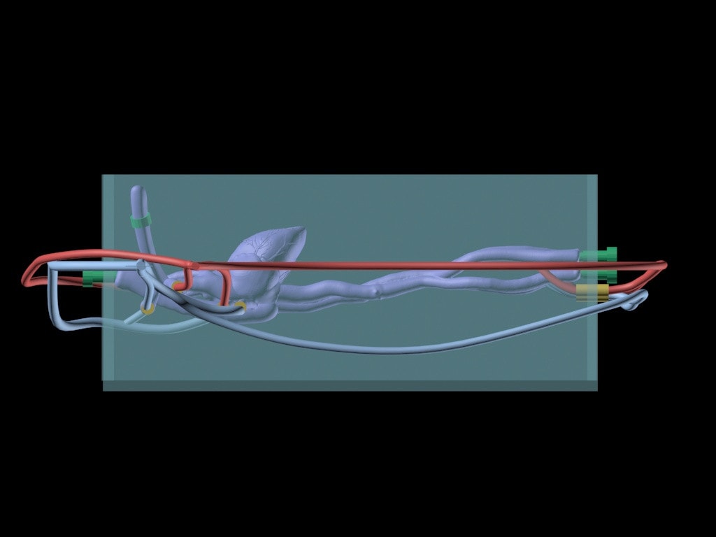 Adult Female Heart for X-Ray CT, US, MRI